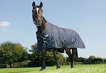 horse-rug-11.jpg