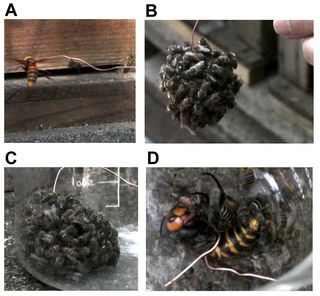 Several images of the defensive bee ball, where the bees pile on a giant predatory wasp.