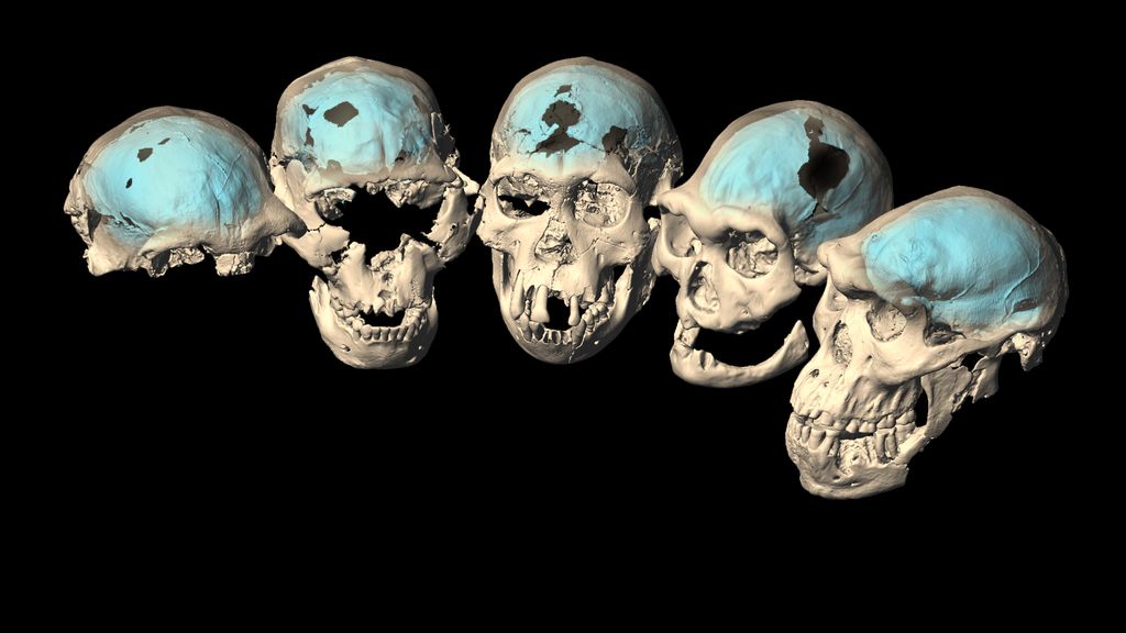 First 'Homo' species left Africa with ape-like brains