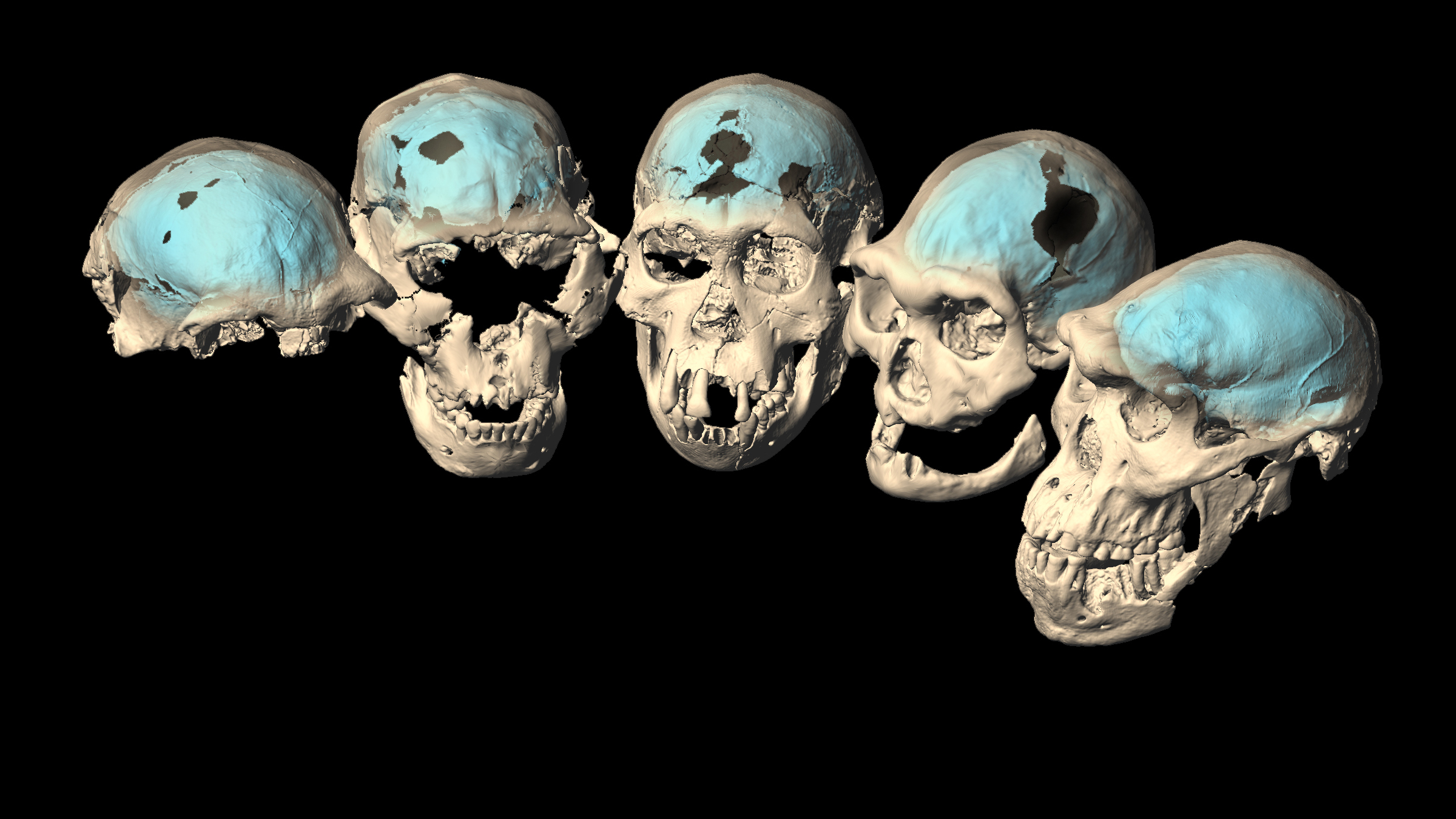 Virtual reconstructions of the five well-preserved Homo erectus skulls from Dmanisi, Georgia, dated to between 1.85 million and 1.77 million years ago.