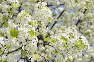 A Bradford Pear tree in blossom with white petals