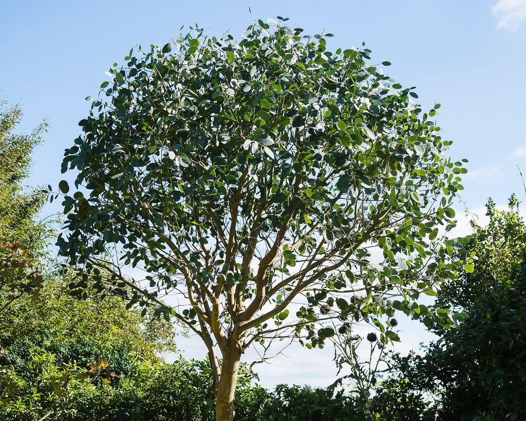 Best fastgrowing trees 10 trees to bring superfast impact Gardeningetc