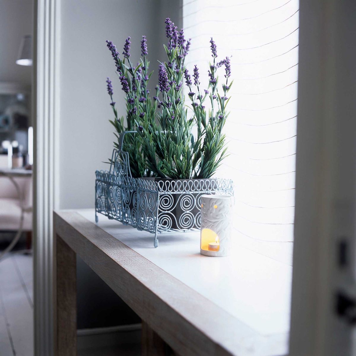 Can I grow lavender indoors? Expert tips for healthy plants