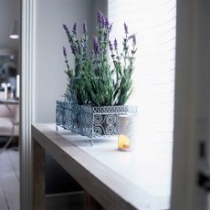 lavender growing on a windowsill indoors