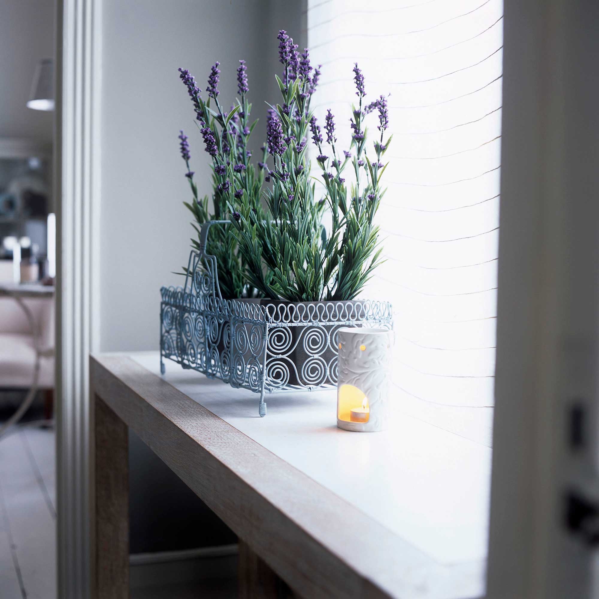  Lavender Plant Indoor