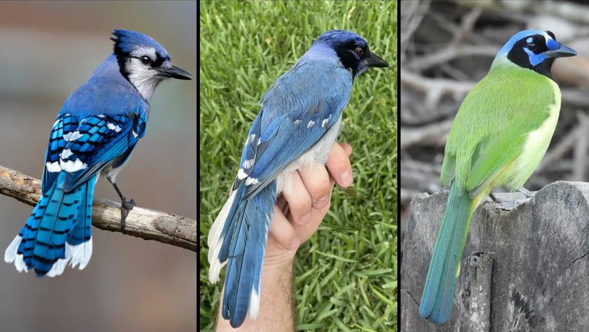 Composite of the newly discovered bird (center) is a hybrid of a blue jay (left) and a green jay (right), with distinguishing features of both species.