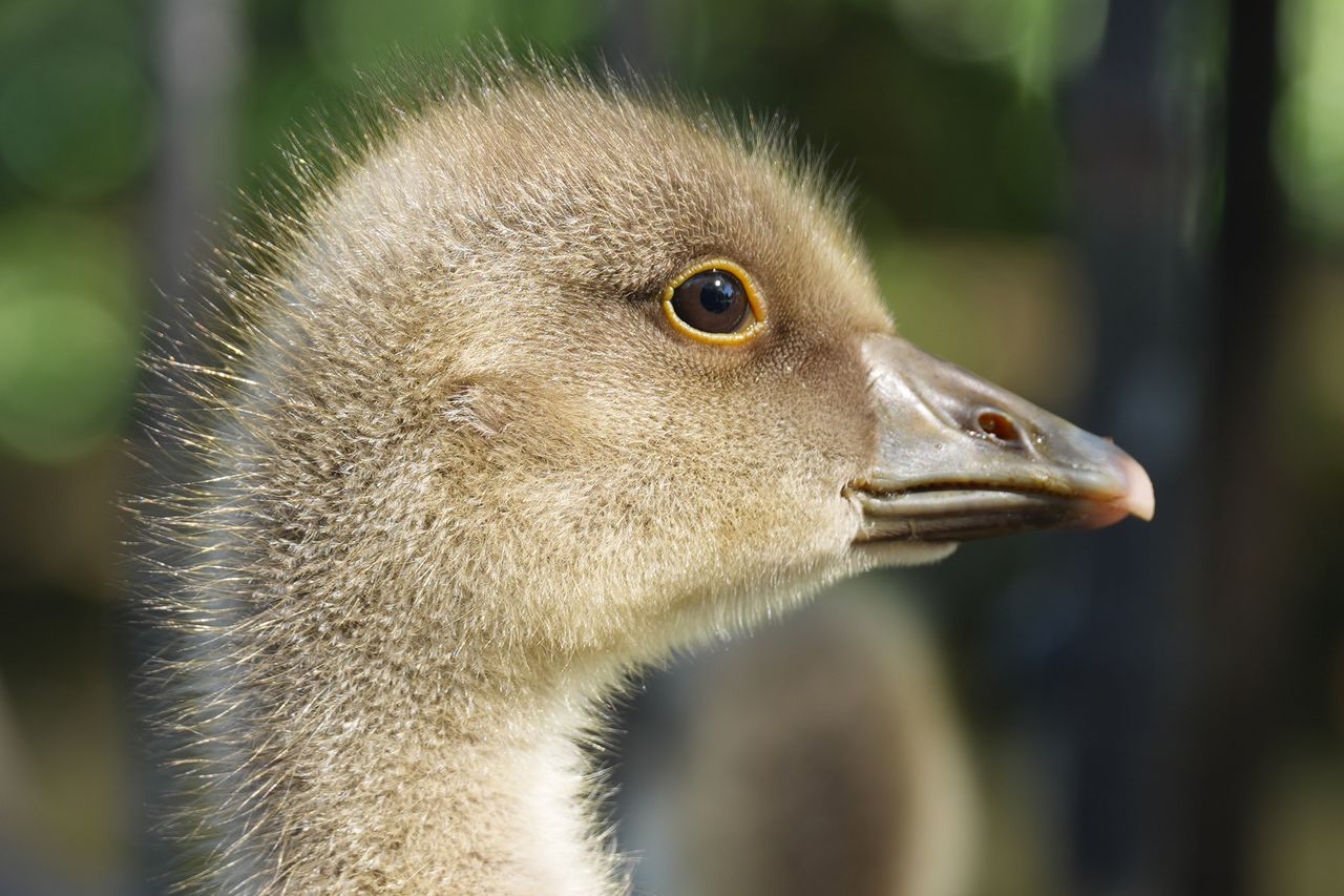 Extreme close-up of a young goose&rsquo;s head and eye.