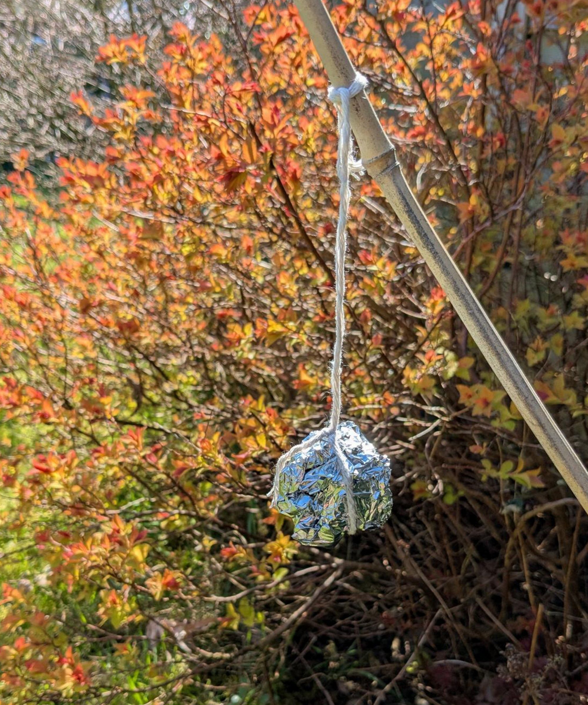 Aluminum ball hanging from tree