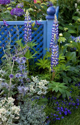 blue fence behind lupins