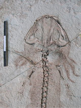 Found in the Daohugou Biota in Mongolia, the fossil of this salamander <em>Chunerpeton</em> showing not only the preserved skeleton but also the skin and even external gills. The fossil dates back to the Jurassic Period, about 160 million years ago.