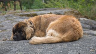 Leonberger dog sleeping on a rock