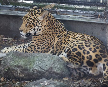 Jaguar at New Orleans Zoo