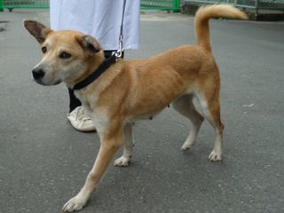 Dog abandoned in Fukushima