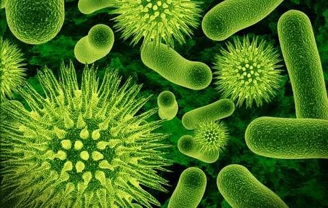 Microbiome 5 Surprising Facts About The Microbes Within Us Live Science