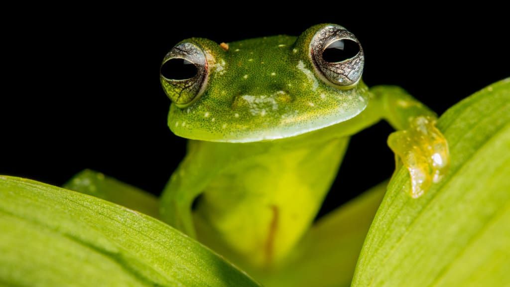 2 newlyidentified species of glass frogs named in Ecuador The Week