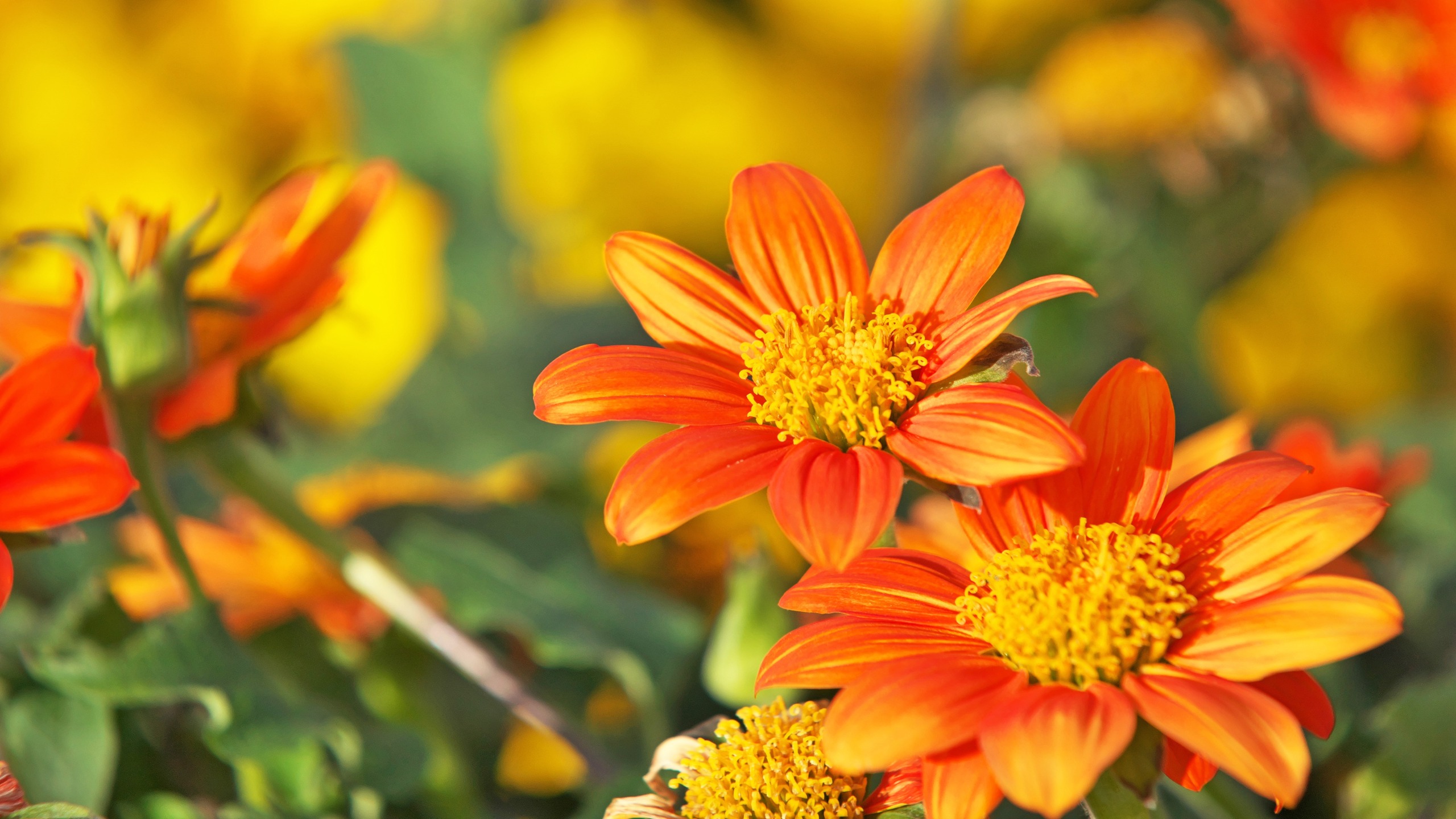 Tithonia, Mexican sunflower