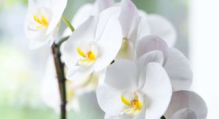 Blooms showing on a white phalaenopsis orchid