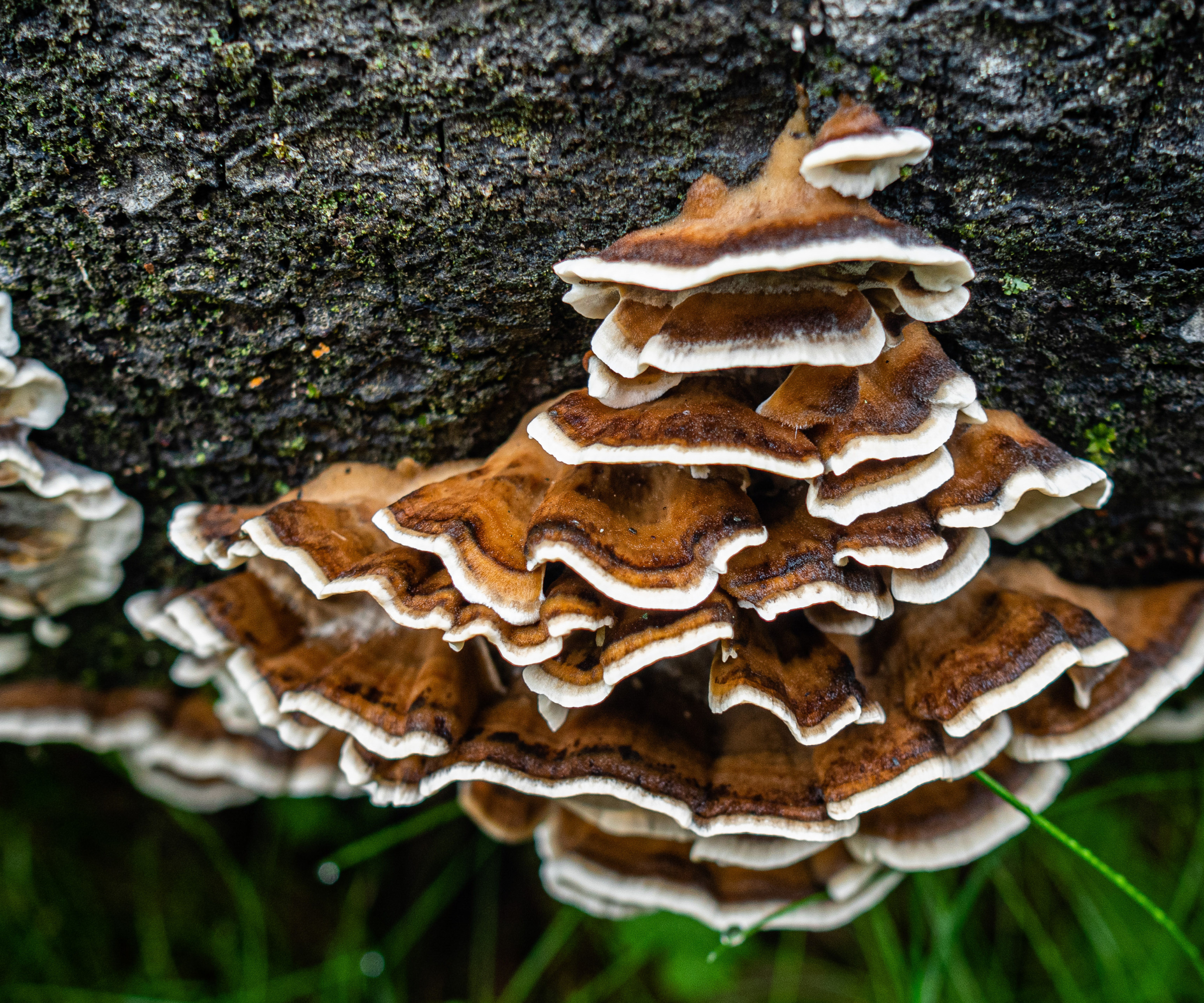 A group of Turkey tail mushrooms is seen growing on a log