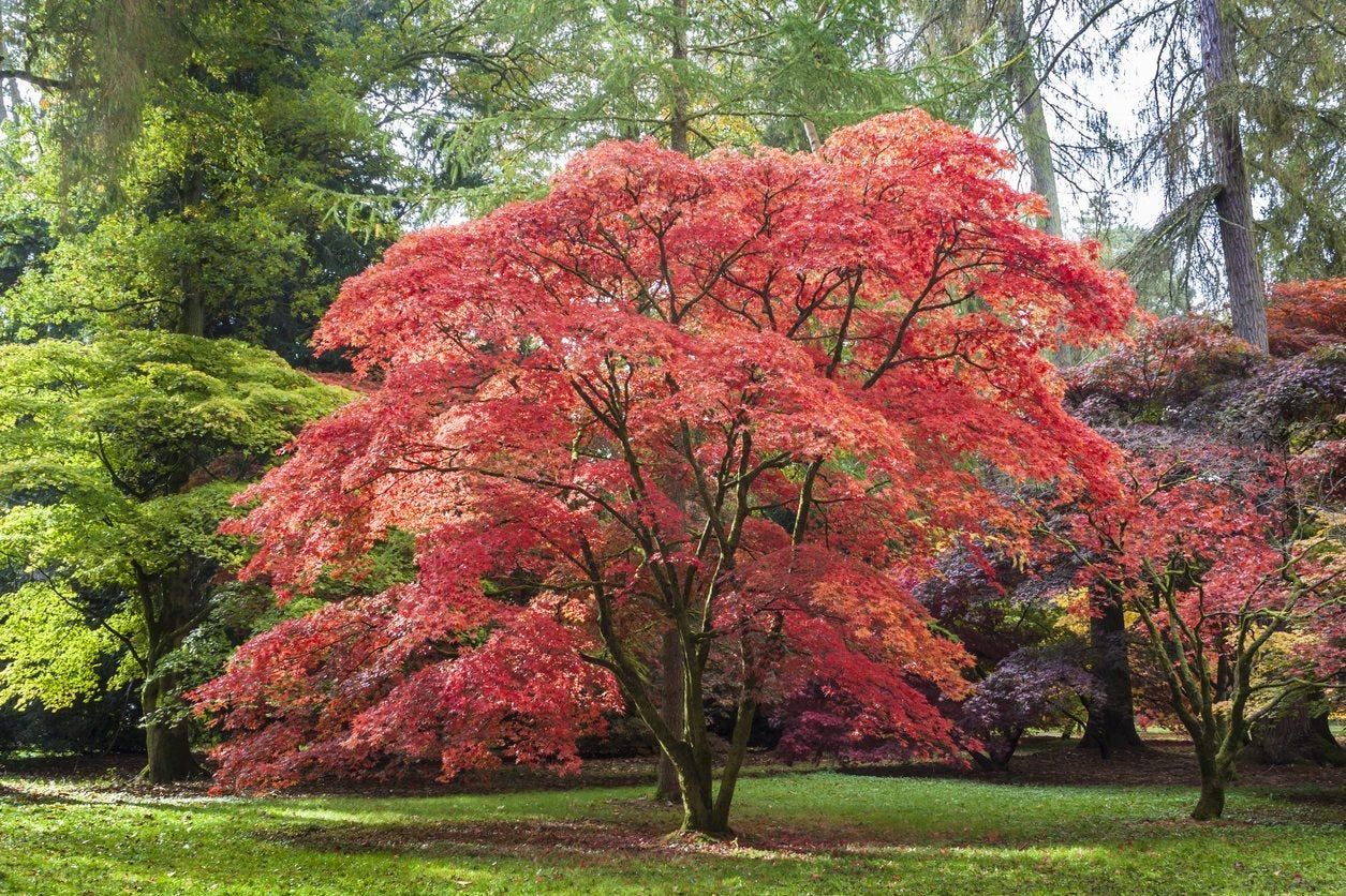 Large Red Japanese Maple Tree