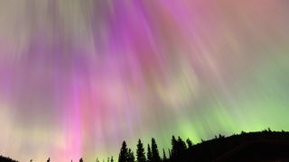 colorful sheets of light in green, pink and red dance across the night sky above silhouettes of evergreen trees