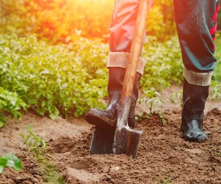Gardener wearing boots digging soil in a backyard