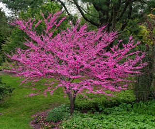 Blooming eastern redbud tree