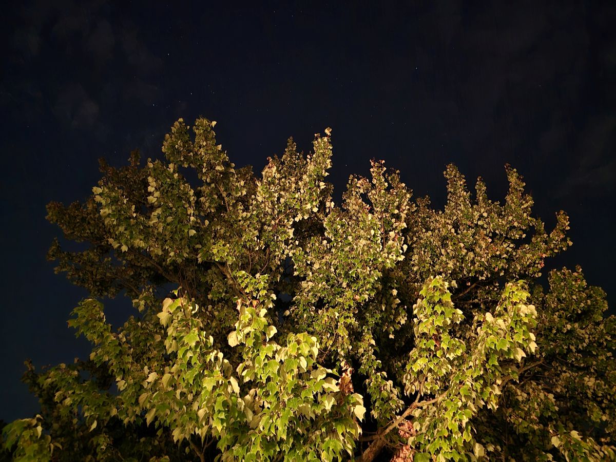Samsung Galaxy S24 Ultra low light sample.