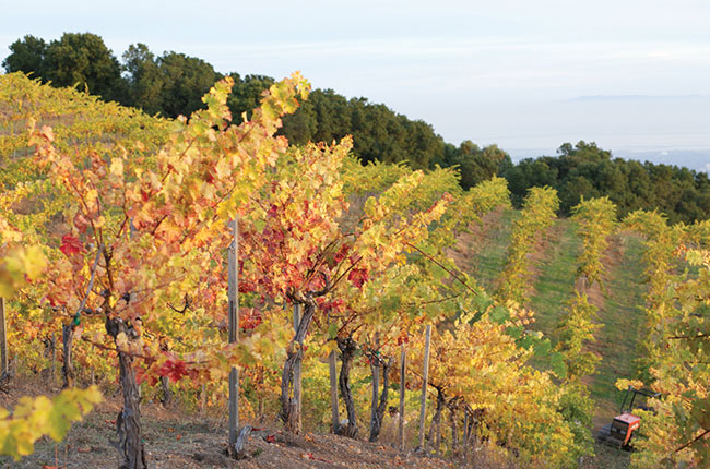 California vineyards