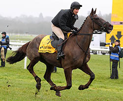 denman-galloping.jpg