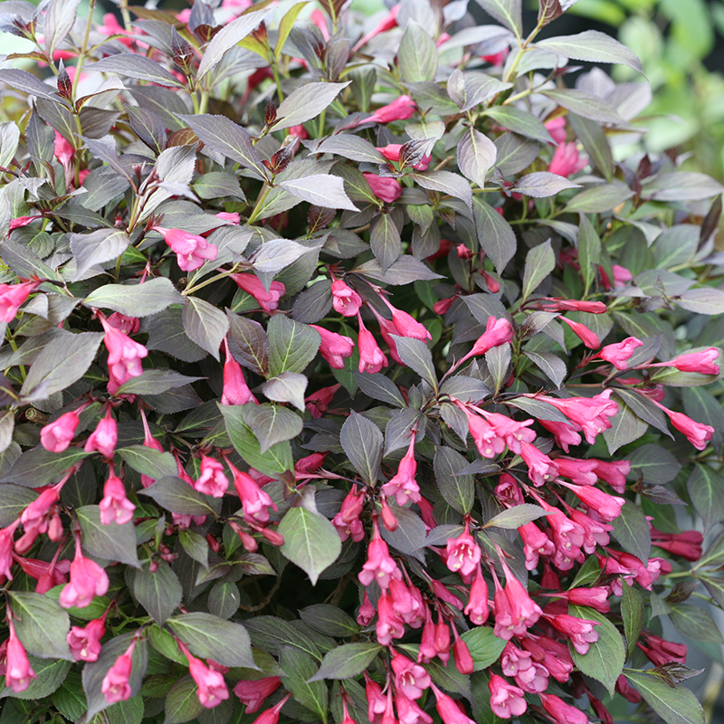 Midnight Wine Shine Weigela
