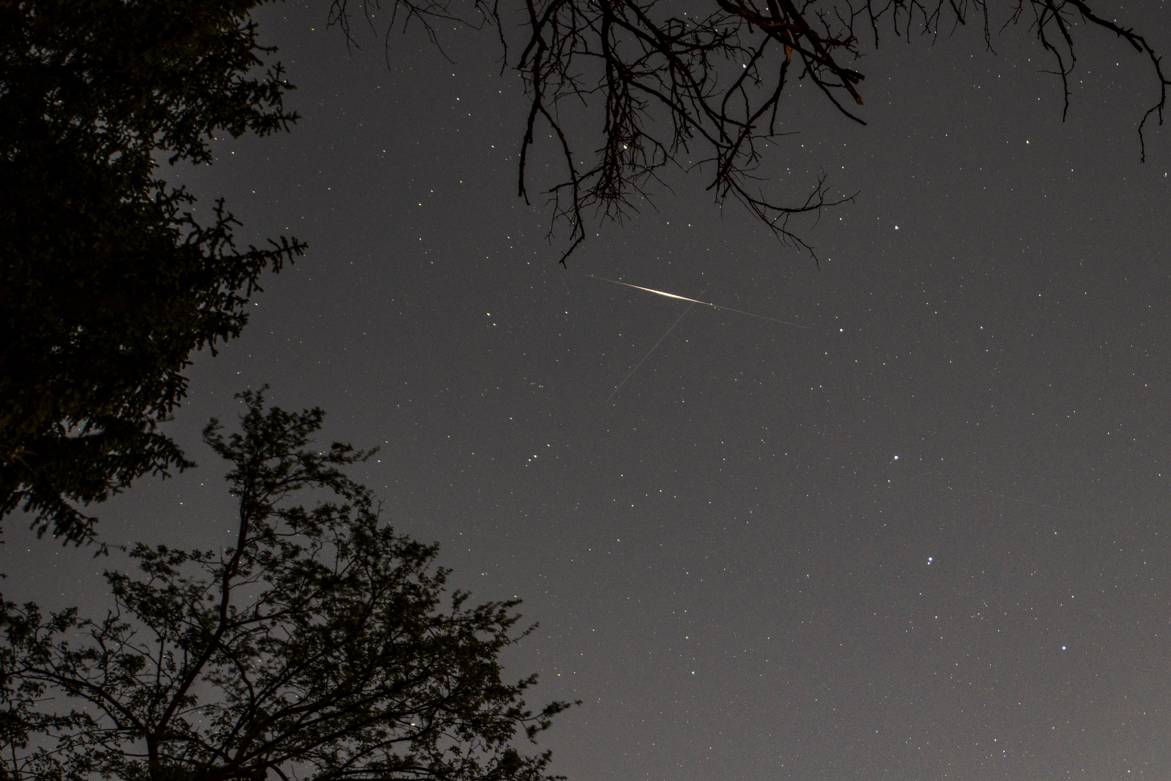 A meteor is pictured streaking through a starry sky through the silhouetted branches of trees.