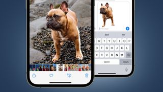 Two iPhones showing photos of a dog in iOS 16