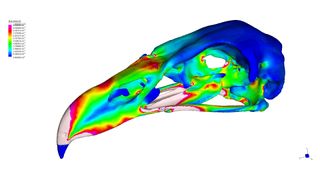 Digital models marked strain points in Haast's eagle skulls, which the researcher then compared to similar points in the skulls of modern eagles and vultures.