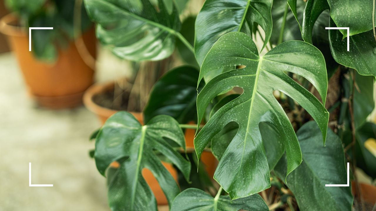 picture of monstera plant with water droplets on it to show how to care for a monstera plant