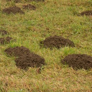 Mole Hills in garden