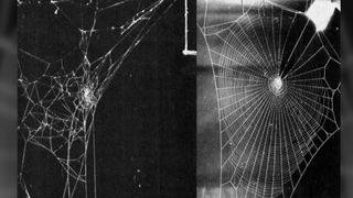 A female Araneus diadematus spider built the web on the left, about 12 hours after receiving a relatively high dose (1 milligram) of d-amphetamine in sugar water. The web on the right was built by an adult female Zygiella x-notata spider that received a low dose of LSD, resulting in a web with spiral turns that were "unusually regularly spaced," according to pharmacologist Peter Witt.