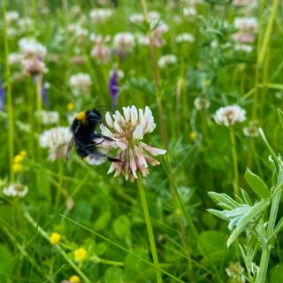 Wildflower with a bee sitting on it