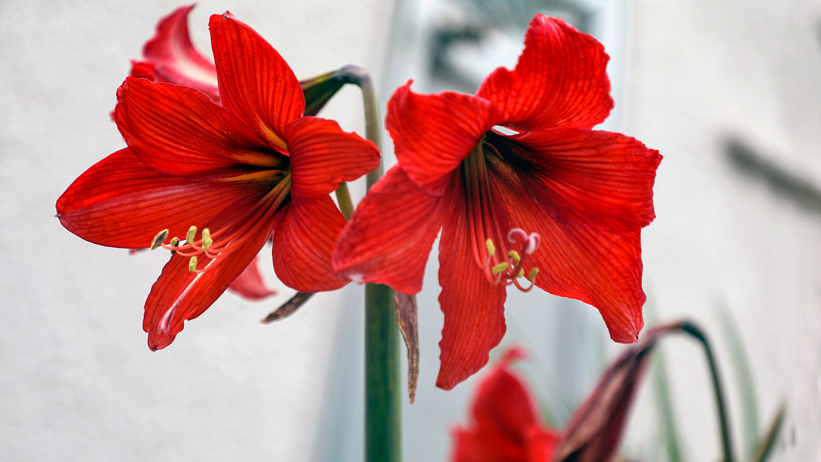 How to Store Amaryllis Bulbs in 5 Easy Steps: Expert Tips | Homes and  Gardens