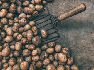 Potatoes, by Jan Antonin