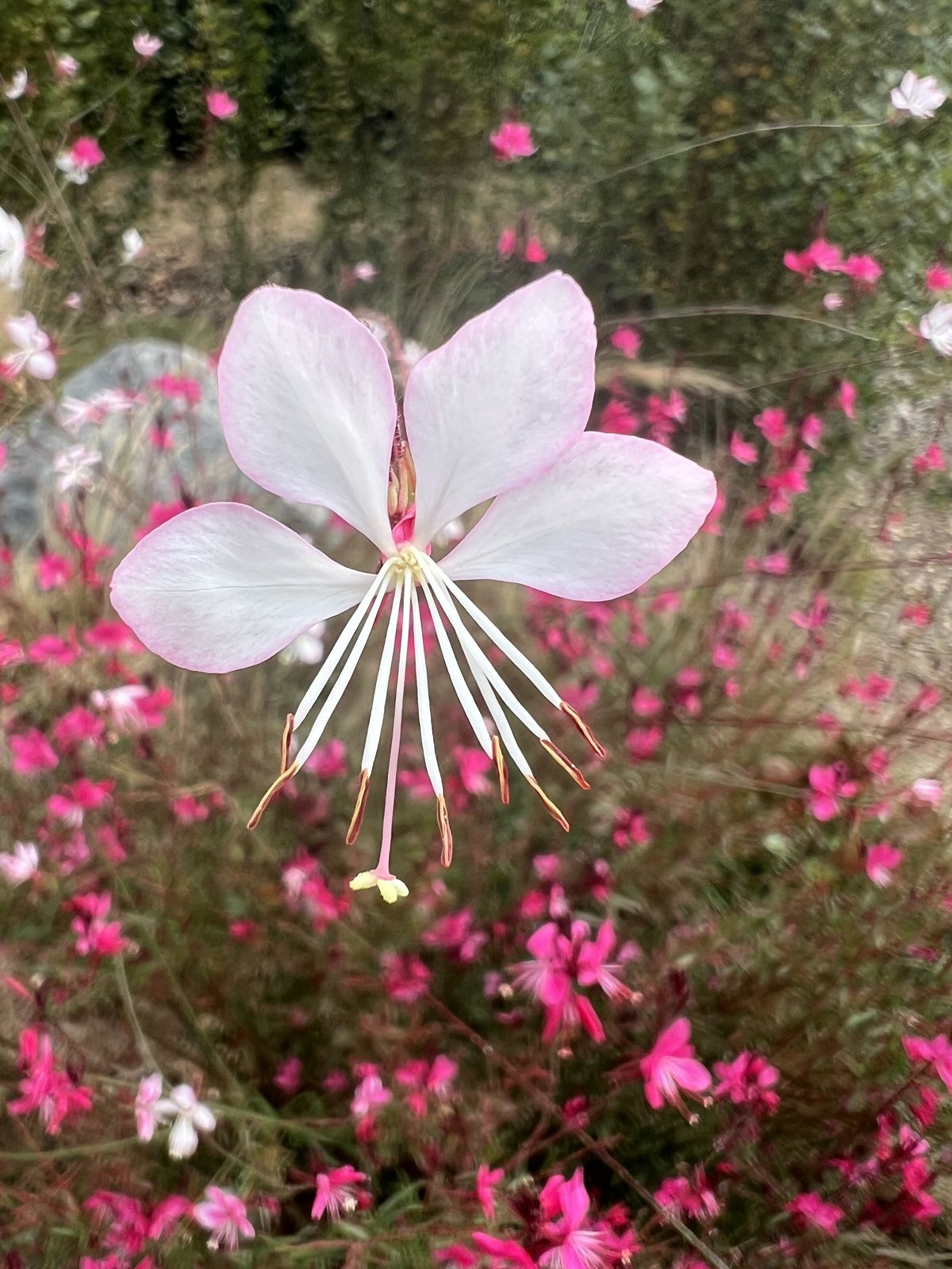 GuruShots - Nature March 2026