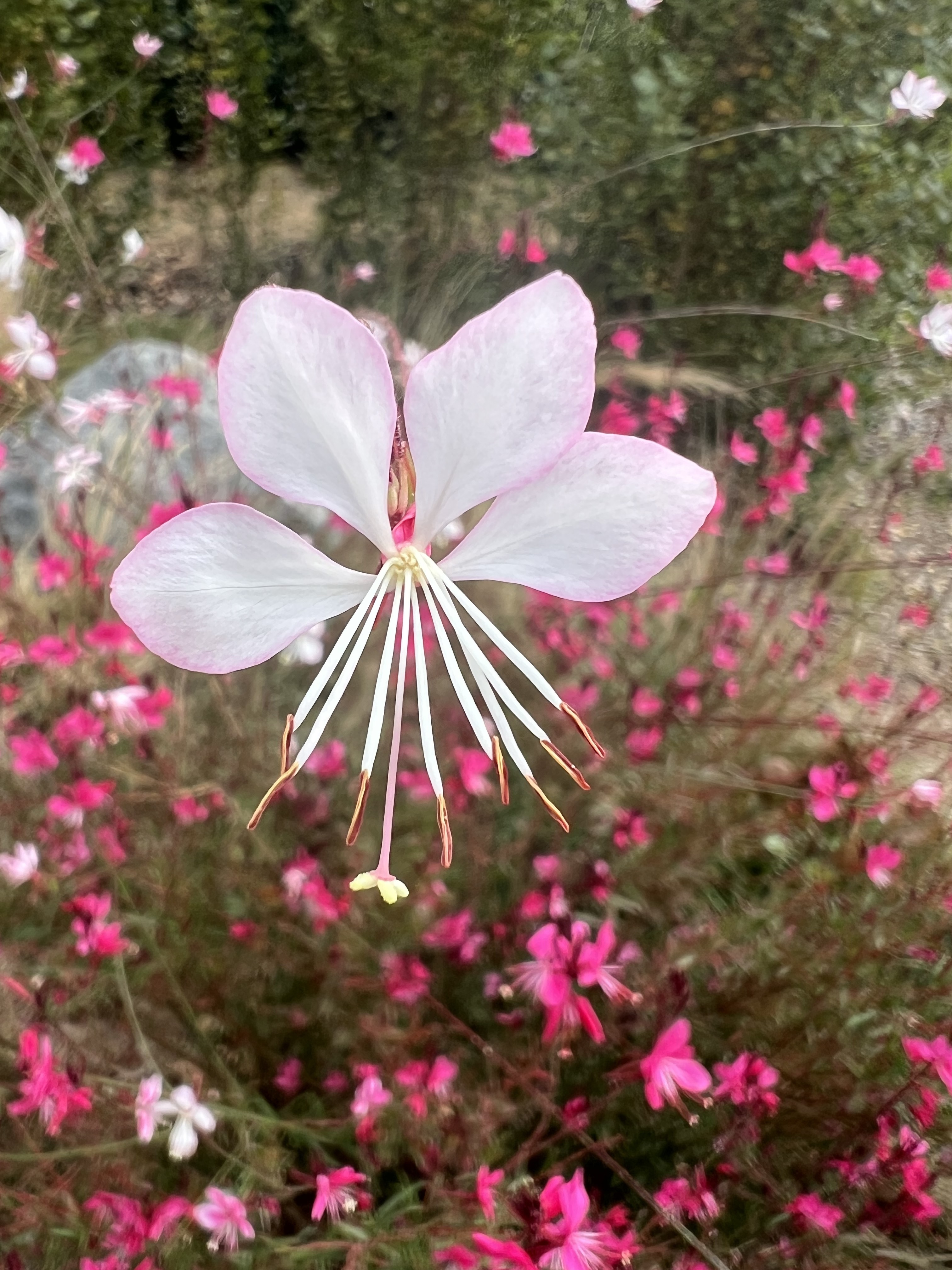 GuruShots - Nature March 2026