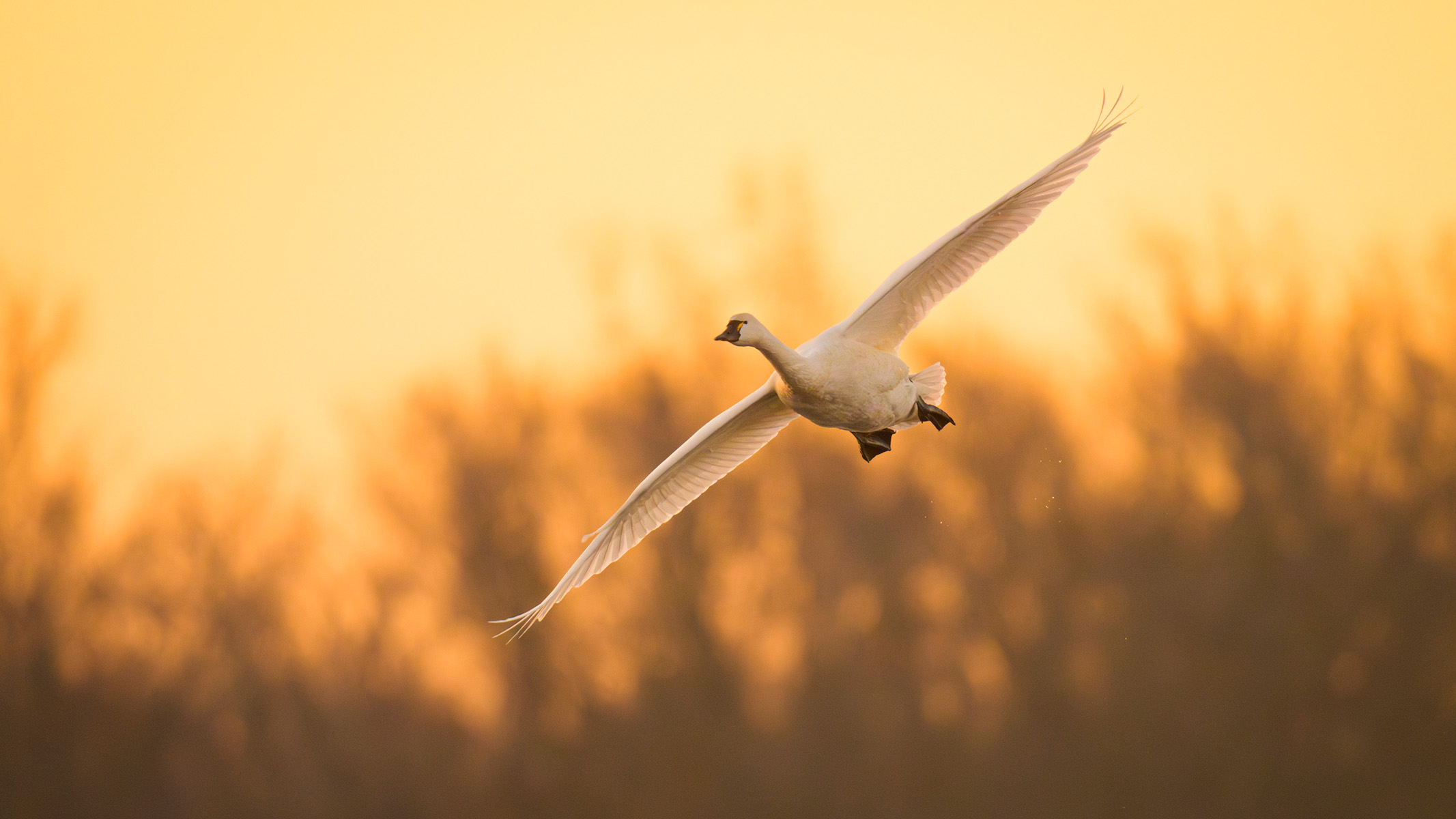 bird flying in golden light