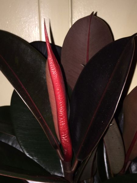 rubber plant sheath 1