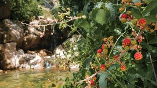 Blackberries growing by a creek