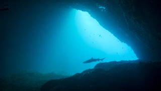 an underwater cave with a shark swimming through it