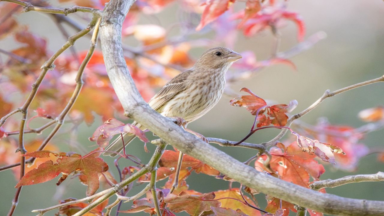 House Finch in maple tree