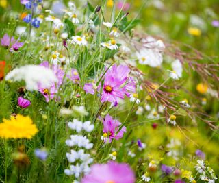 wildflowers in garden