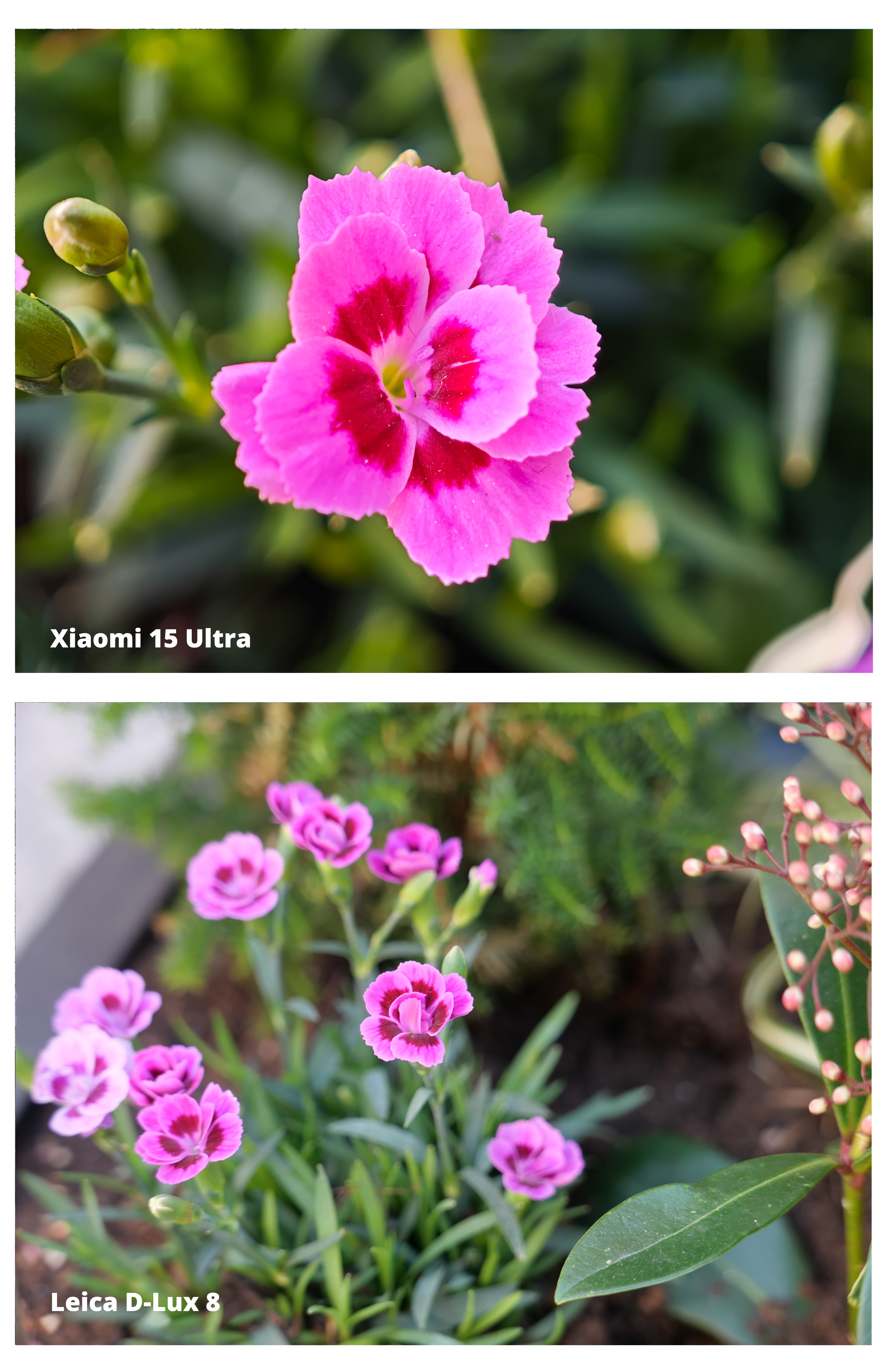 Two images of a flower next to one another