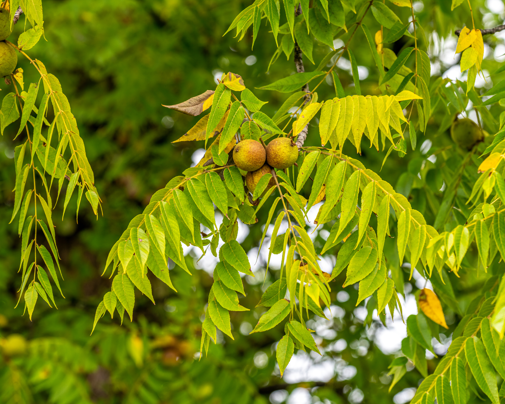 Black walnut tree branch with nuts