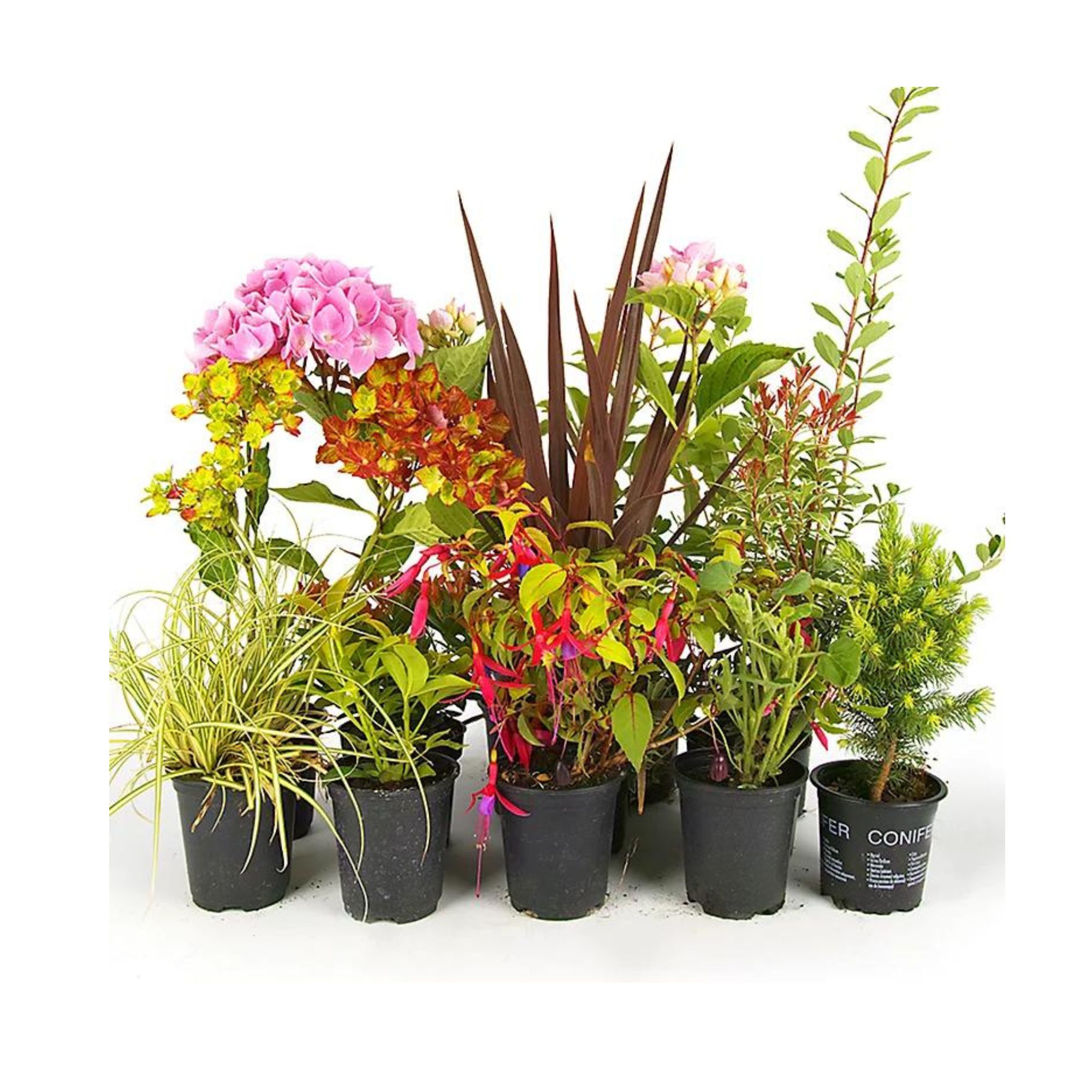 picture of Shrub Mix - Outdoor Plants in 9cm Pots